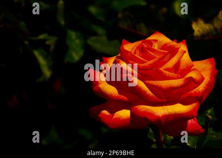 Orange and yellow Rose Stock Photo