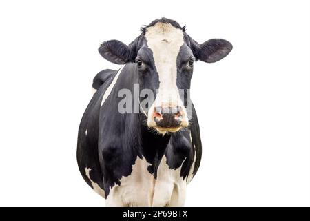 One cow isolated on white, black and white front view looking, pink nose medium shot Stock Photo