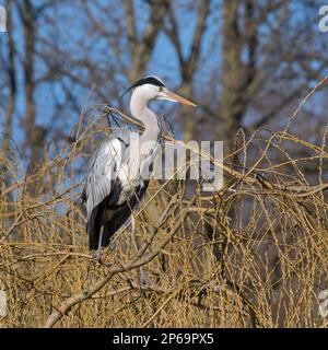 Grey heron (Ardea cinerea) perched in weeping willow tree at heronry / heron rookery in late winter Stock Photo