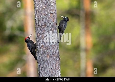 Black woodpecker (Dryocopus martius) pair, male and female showing courtship behaviour on spruce tree in forest in spring Stock Photo