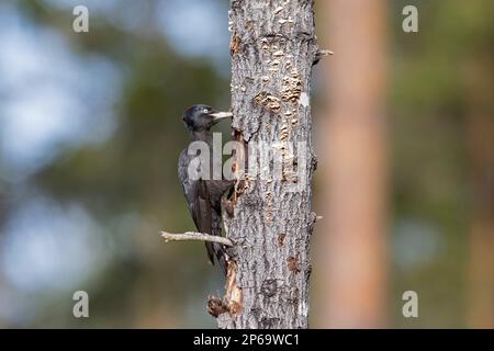 Black woodpecker (Dryocopus martius) female foraging on dead tree trunk in forest in spring Stock Photo