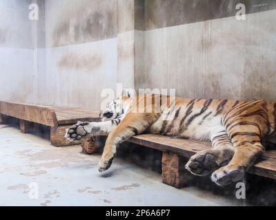 a tiger sleeps at the Oradea Zoo, Romania Stock Photo