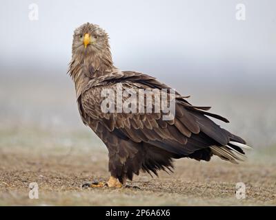 White tailed eale standing Stock Photo