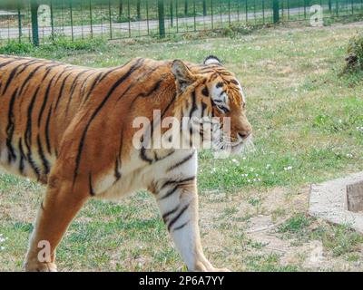 Siberian tiger at Oradea Zoo, Romania. Feline Stock Photo