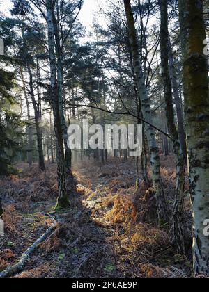 Morning sun streams through the trees at Royal Sandringham Stock Photo