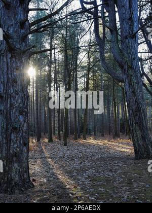 Morning sun streams through the trees at Royal Sandringham Stock Photo