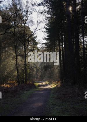Morning sun streams through the trees at Royal Sandringham Stock Photo