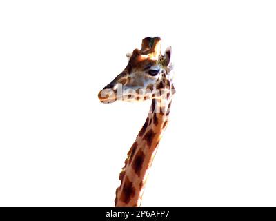 giraffe isolated on white background Stock Photo