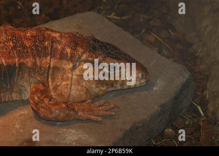 Detailed closeup of large endangered Red tegu lizard , Tupinambis rufescens, in the enclosure in the zoo Stock Photo