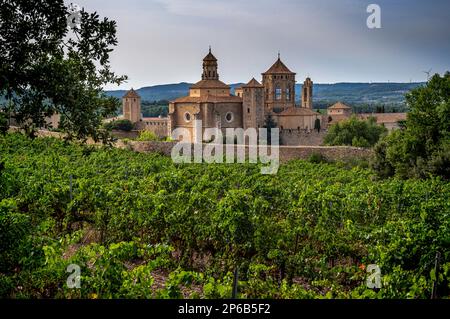 Vineyard in Royal Abbey of Santa Maria de Poblet, Conca de Barbera, Tarragona, Catalonia, Spain Stock Photo