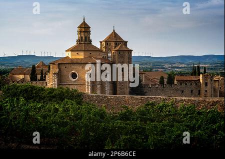 Vineyard in Royal Abbey of Santa Maria de Poblet, Conca de Barbera, Tarragona, Catalonia, Spain Stock Photo
