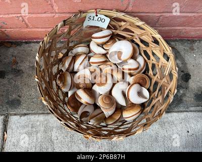 A basket of shells for sale on St. Simons Island, Georgia, USA, a luxury slow travel destination in the southern United States. Stock Photo
