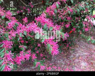 Magenta pink flowers of the shrub Loropetalum chinense, or Chinese fringe flower are a colourful addition to a southern garden. Stock Photo