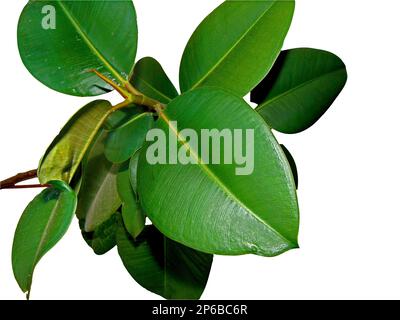 Ficus elastica plant isolated on white Stock Photo