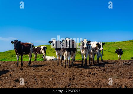 Cows in a pasture Stock Photo