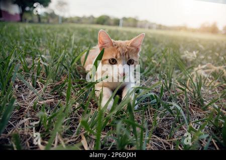 beautiful cat enjoying a nice day while playing Stock Photo
