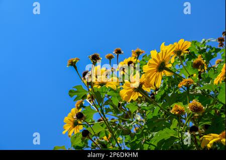 Yellow colored flowers with leaves and blue colored sky at background. Used selective focus. This flower is known as tree marigold, Mexican tournesol, Stock Photo