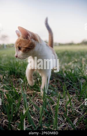 beautiful cat enjoying a nice day while playing Stock Photo