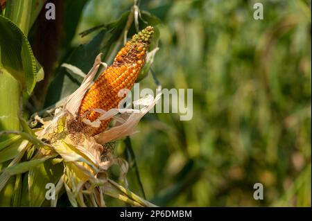 Organic corn fully mature on plant in the agriculture field. Used selective focus. Stock Photo