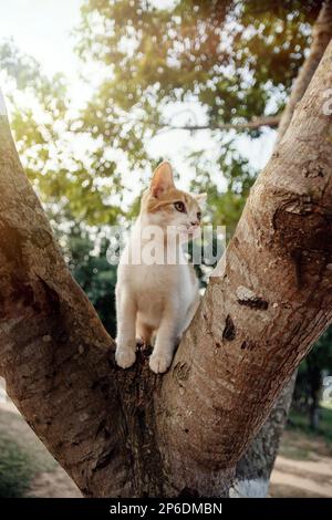 beautiful cat enjoying a nice day while playing Stock Photo