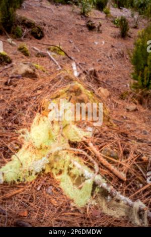 New, digital age, leye-catching, stand-out, high resolution, close up pinhole image of Spanish moss, Tillandsia Usneoides, Aguamansa, Tenerife Stock Photo