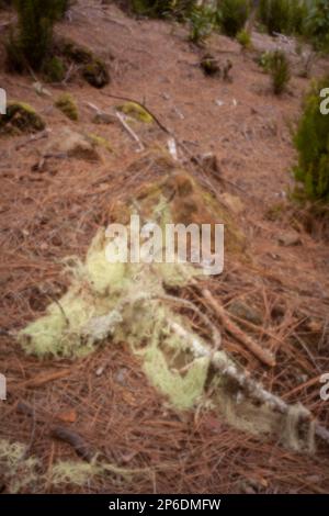 New, digital age, leye-catching, stand-out, high resolution, close up pinhole image of Spanish moss, Tillandsia Usneoides, Aguamansa, Tenerife Stock Photo