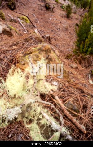 New, digital age, leye-catching, stand-out, high resolution, close up pinhole image of Spanish moss, Tillandsia Usneoides, Aguamansa, Tenerife Stock Photo