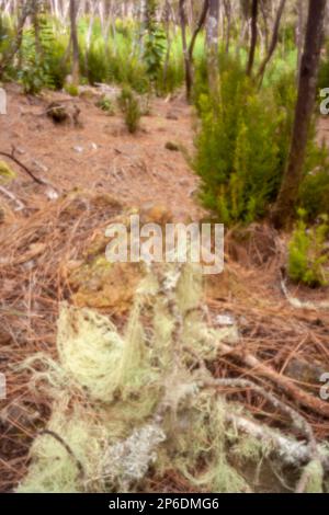 New, digital age, leye-catching, stand-out, high resolution, close up pinhole image of Spanish moss, Tillandsia Usneoides, Aguamansa, Tenerife Stock Photo