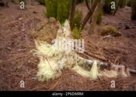 New, digital age, leye-catching, stand-out, high resolution, close up pinhole image of Spanish moss, Tillandsia Usneoides, Aguamansa, Tenerife Stock Photo