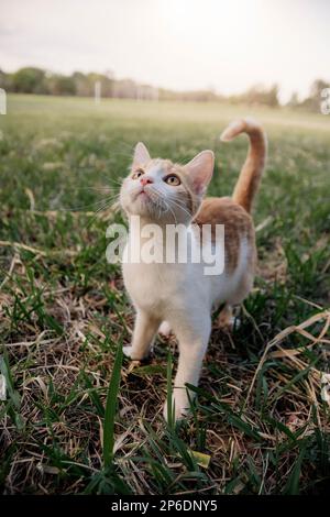 beautiful cat enjoying a nice day while playing Stock Photo