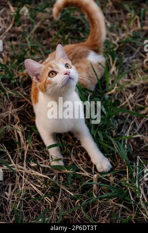beautiful cat enjoying a nice day while playing Stock Photo