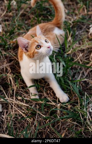beautiful cat enjoying a nice day while playing Stock Photo