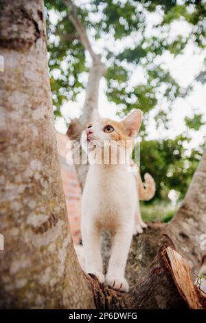 beautiful cat enjoying a nice day while playing Stock Photo
