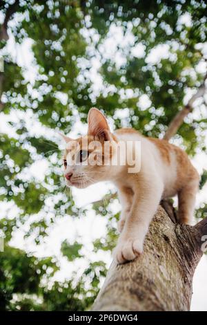beautiful cat enjoying a nice day while playing Stock Photo