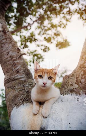 beautiful cat enjoying a nice day while playing Stock Photo