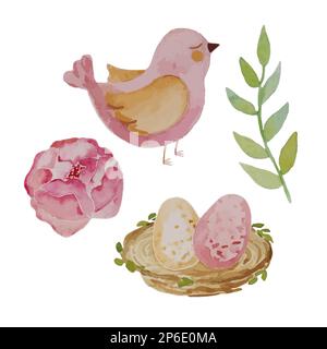 Collection watercolor set with flower ranunculus, pink bird, nest with two eggs and green branch. Vector illustration Stock Vector