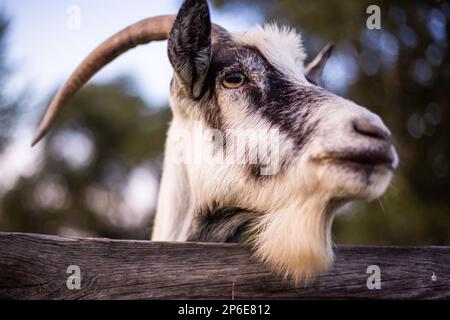 A close-up shot of a white and black goat's face staring over a wooden fence Stock Photo