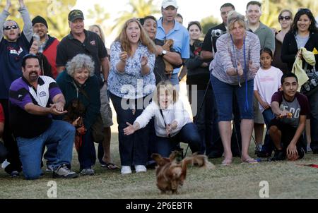 https://l450v.alamy.com/450v/2p6ebtr/nancy-lavigne-lower-center-cheers-on-her-dog-poppy-after-he-won-the-third-heat-of-the-regional-wiener-national-races-a-dachshund-dash-on-the-lawn-north-of-mckale-center-the-dash-featuring-69-of-the-little-dogs-was-sponsored-by-wienerschnitzel-with-the-top-eight-dogs-racing-at-half-time-at-tomorrows-arizona-vs-ucla-basketball-game-the-winner-will-go-on-to-compete-nationally-for-the-finals-during-next-years-holiday-bowl-in-san-diego-poppy-was-a-2008-regional-winner-ap-photoarizona-daily-star-david-sanders-2p6ebtr.jpg