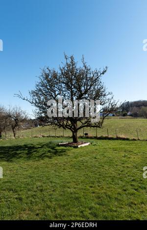 Large old pear tree in early spring. Stock Photo