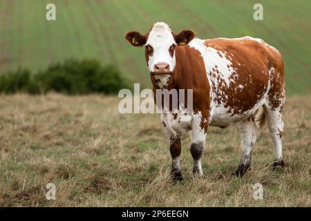 Close up of a red and white Ayrshire dairy cow, facing camera with head raised in summer pasture. Blurred background, North Yorkshire, UK. Horizontal. Stock Photo