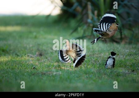 Mammals and Birds of Italy living in freedom Stock Photo