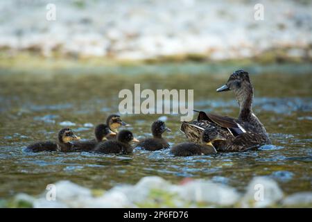 Mammals and Birds of Italy living in freedom Stock Photo