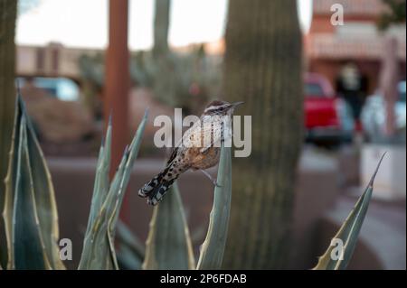 A closeup shot of a Cactus wren bird perched on top of a cactus plant in a sun-drenched courtyard Stock Photo
