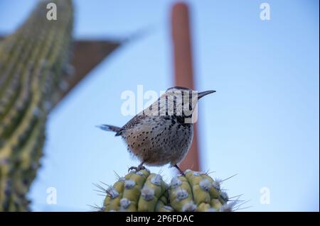 A closeup shot of a Cactus wren bird perched on top of a cactus plant in a sun-drenched courtyard Stock Photo