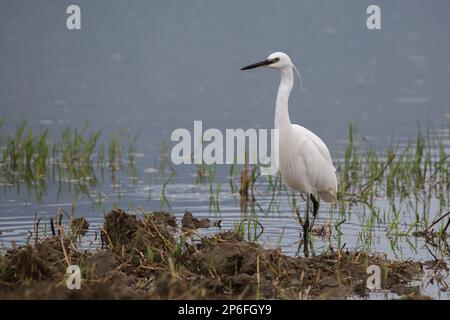 Mammals and Birds of Italy living in freedom Stock Photo