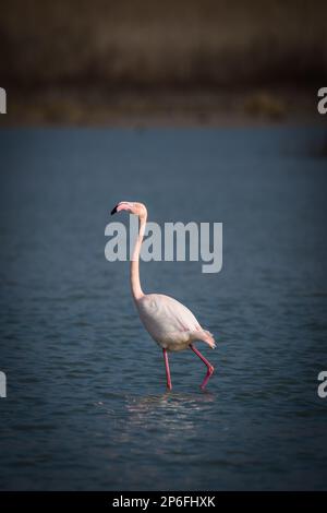 Mammals and Birds of Italy living in freedom Stock Photo