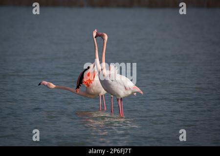 Mammals and Birds of Italy living in freedom Stock Photo