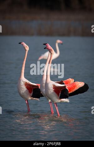 Mammals and Birds of Italy living in freedom Stock Photo