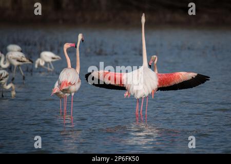 Mammals and Birds of Italy living in freedom Stock Photo