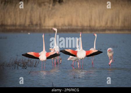 Mammals and Birds of Italy living in freedom Stock Photo